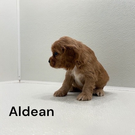 puppy, for, sale, Cocker Spaniel, Joe & Cherri  Overlease, dog, breeder, Miller, MO, dog-breeder, puppy-for-sale, forsale, nearby, find, puppyfind, locator, puppylocator, aca